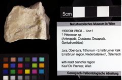 Foto (Objket + Etiketten) von ? Pithonoton sp. 